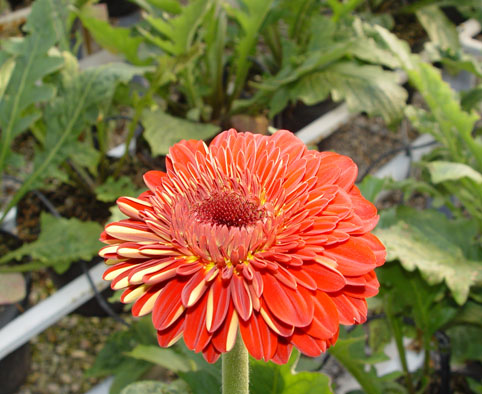 ژربرا جامزونی